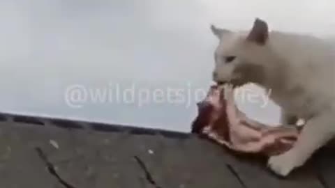 Funny animals 2025😂😂😂