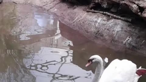 swan