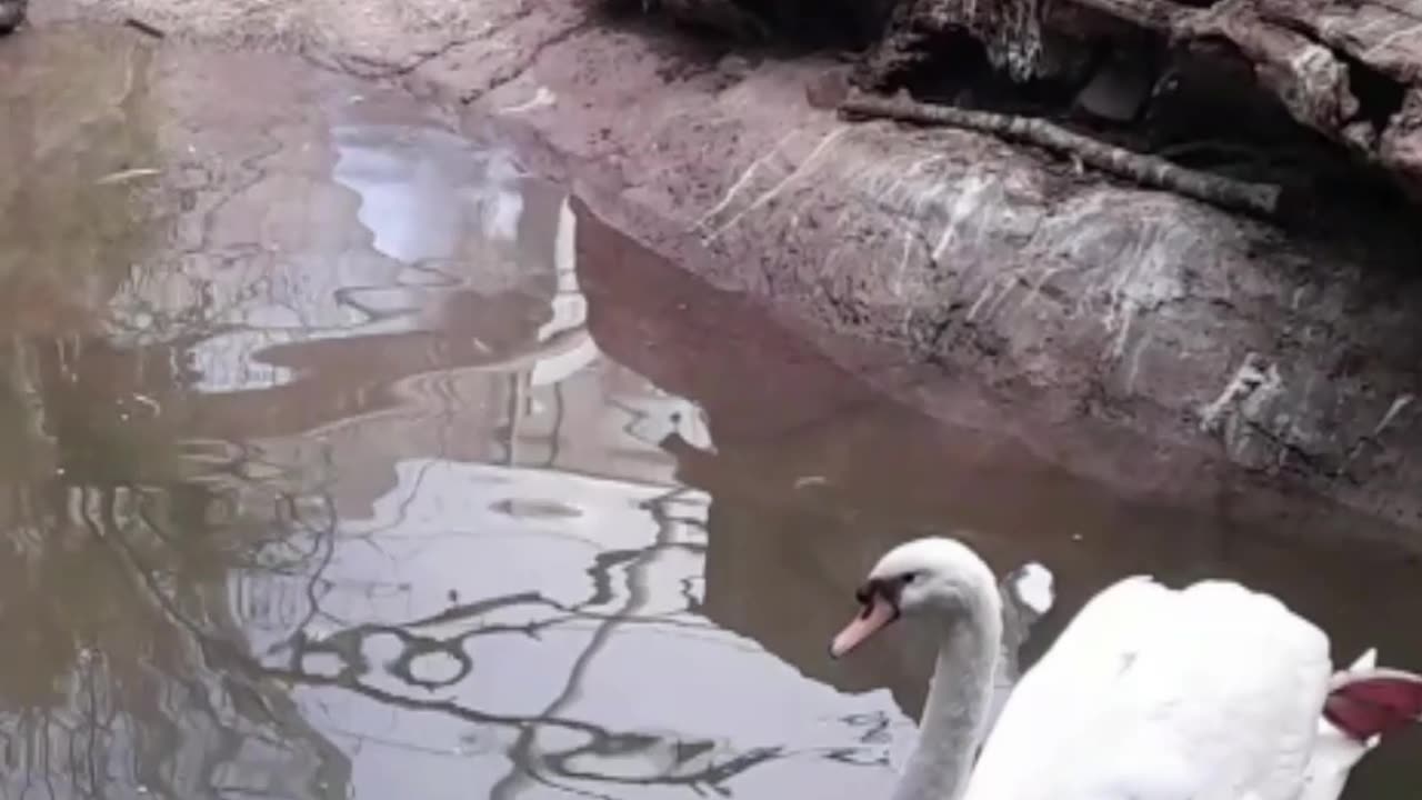 swan