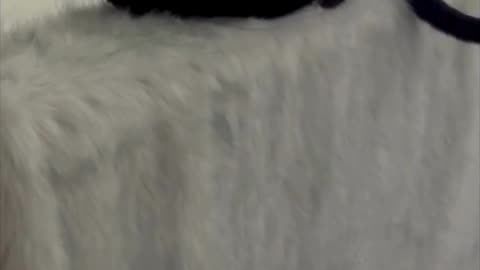 Cute Precious Piper Guards the Stairs from the Wall - Adopting a Cat from a Shelter Vlog #shorts