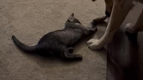 Sweet Dog Is Cat’s Best Friend
