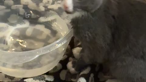Kitten Plays In Water Bowl