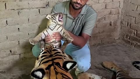 Aggressive tiger cub with mom