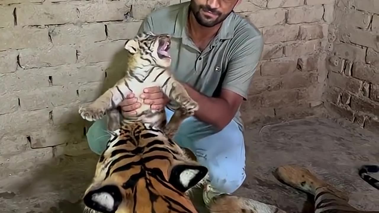 Aggressive tiger cub with mom