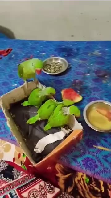 Parrot 🦜 training 😄 spike