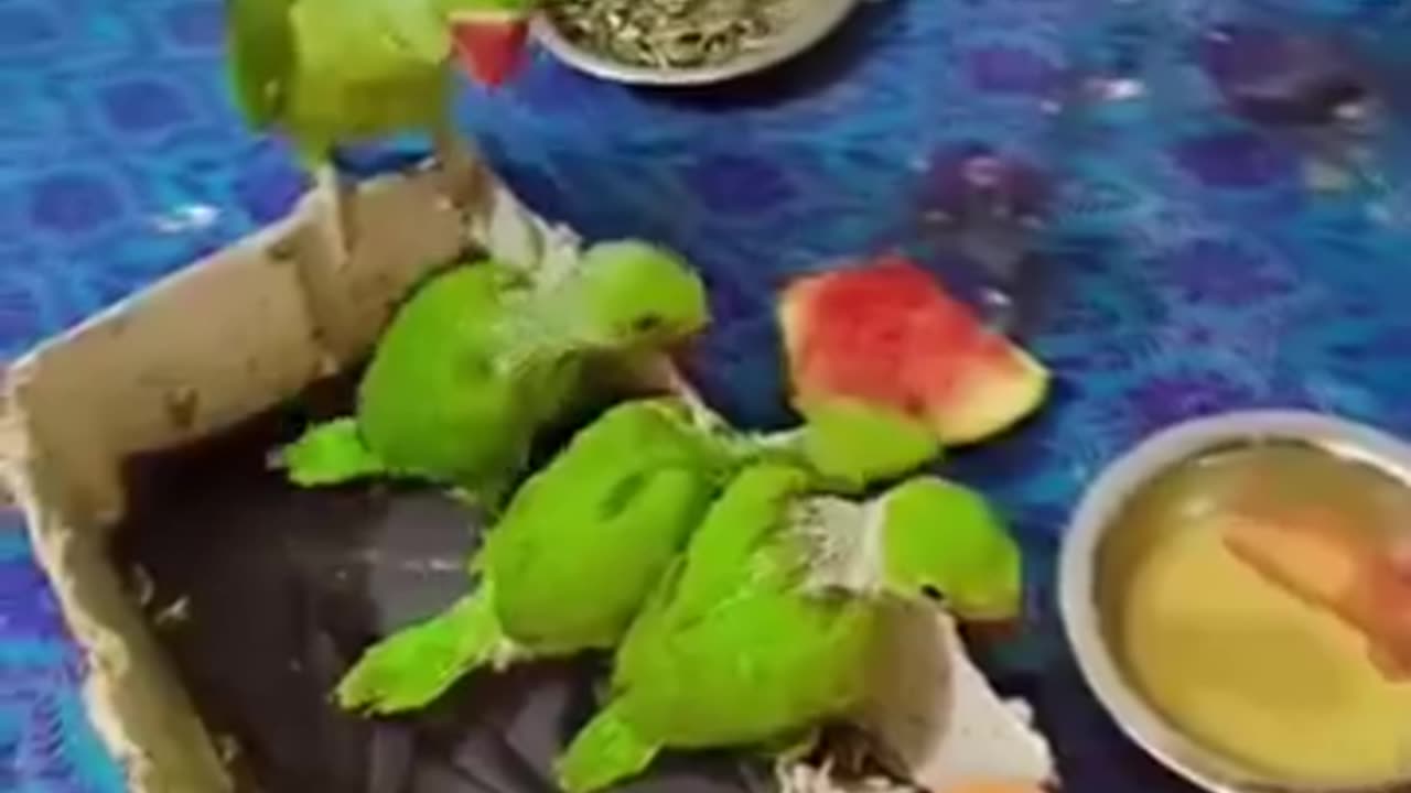 Parrot 🦜 training 😄 spike