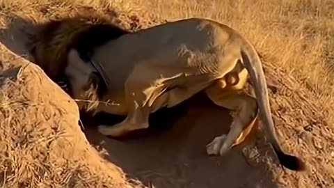 WARTHOG VS LION