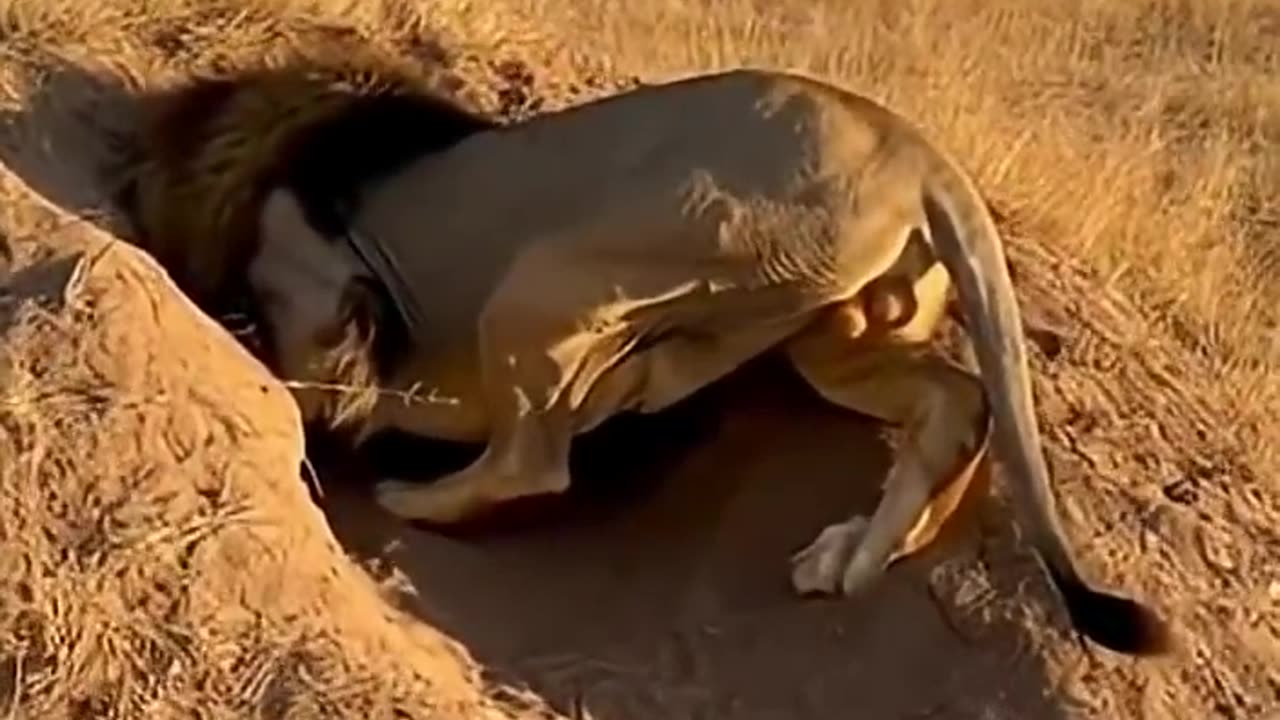 WARTHOG VS LION