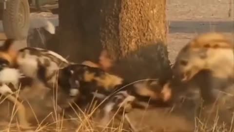 Brutal Hyena Hunts! 🐺🐃1
