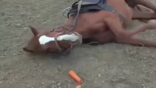 😂🐴 Meet Tom: The Drama Queen Horse Playing Dead for Rides! | FunFM