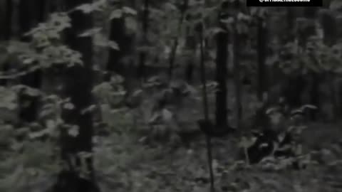 Couple attacked by a cloaked creature in the woods