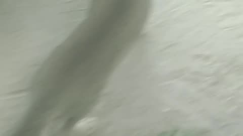 Cute Cat