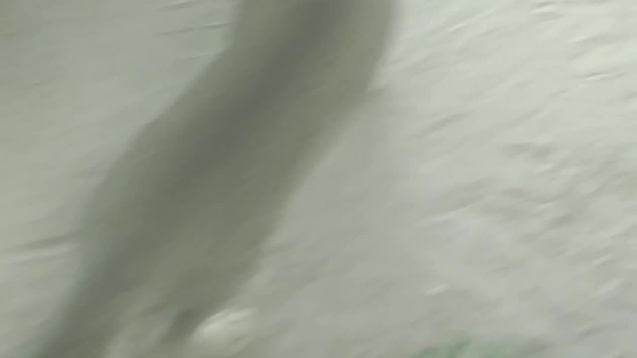Cute Cat