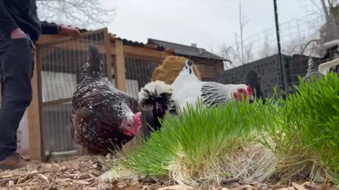 Animals Eating FarmBox-Grown Fodder
