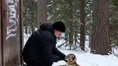 leopard rescue, wildlife rescue, mother leopard, emotional animal moment,