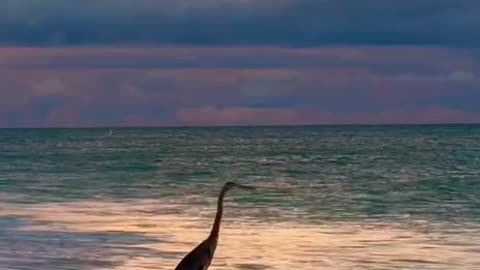 Have the beach all to itself