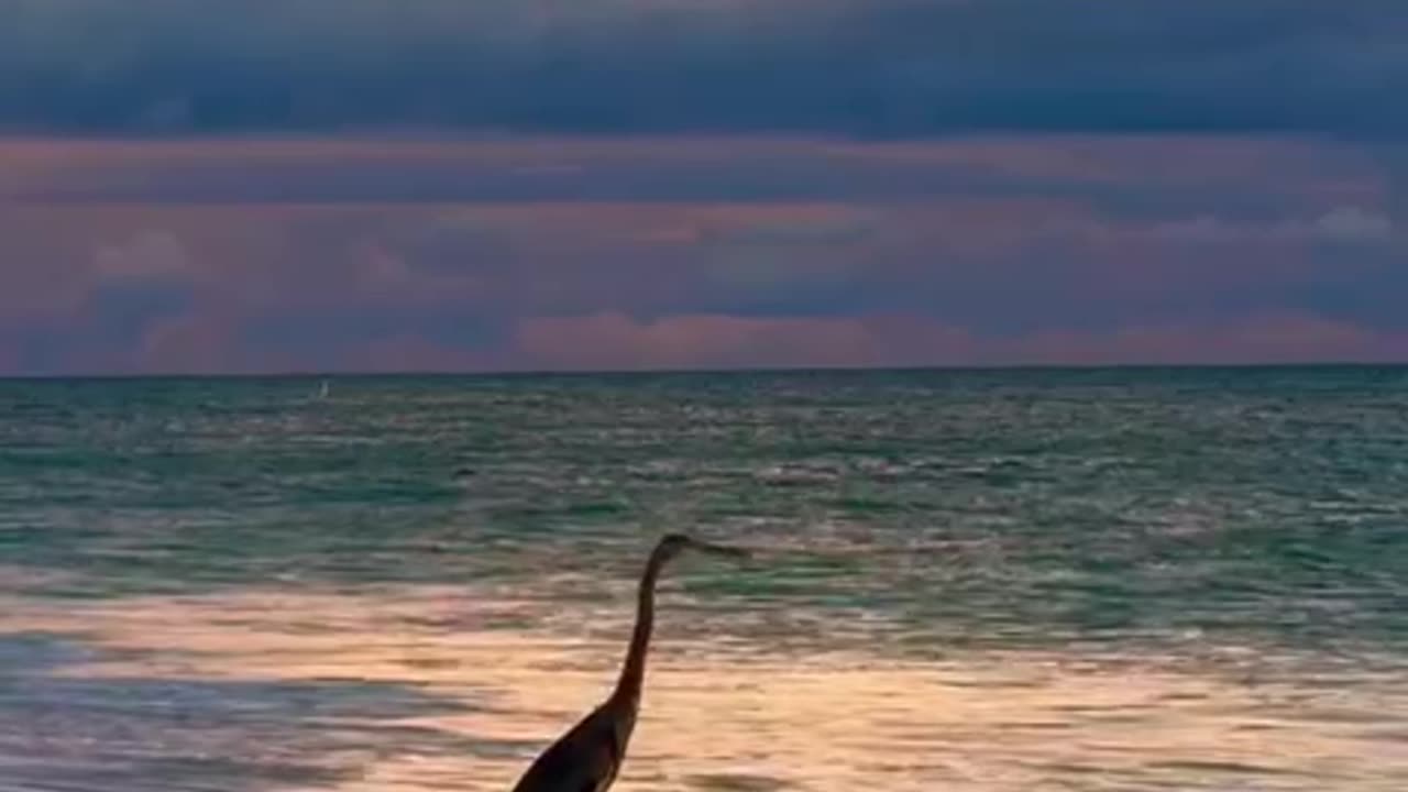 Have the beach all to itself