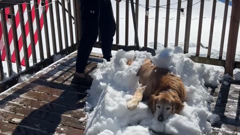 Dog Dad Shovels Golden Retriever Into Cozy Snow Blanket