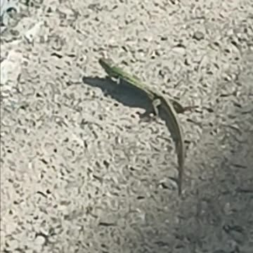 Italian wall lizard.