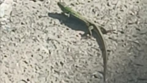 Italian wall lizard.