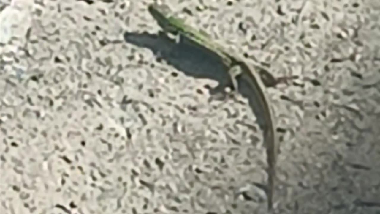 Italian wall lizard.