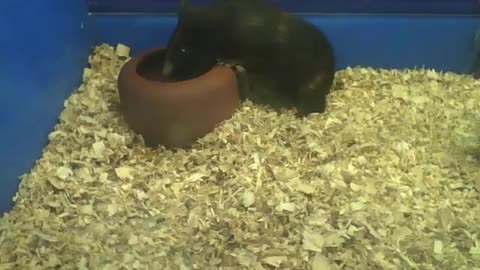 Black and brown guinea pig drinking water, was thirsty [Nature & Animals]