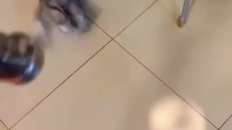😂🐾 Can You CATCH It? | FunFM