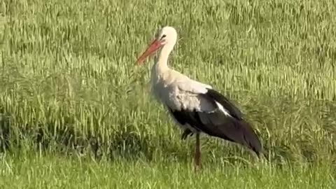 Majestic Farm Supervisor with Wings 🕊️ | The Stork on Patrol! #shorts