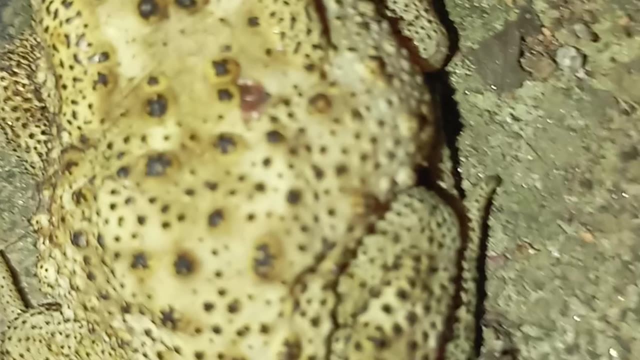 #Bangekivabe#