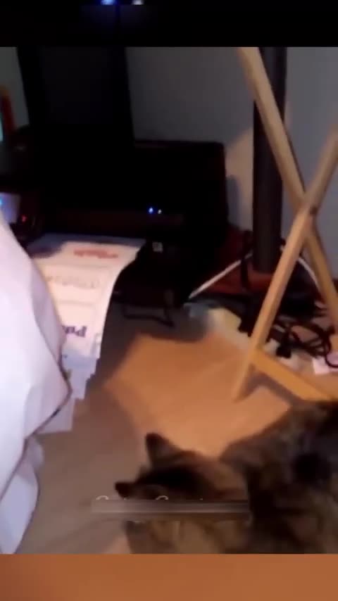 50. Pets Being Silly The Funniest Compilation You'll Ever See