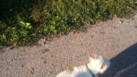 dog