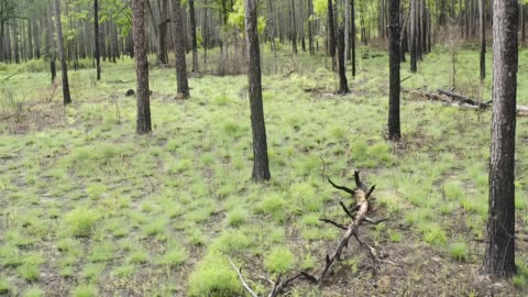 How Fire Can Restore a Forest: A Time-Lapse (Tree View)