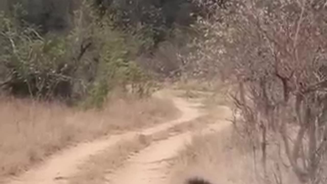 animals