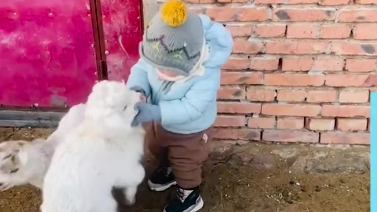 Watercooler - The Kid Who Raised With Sheep 🐏 - (HD)