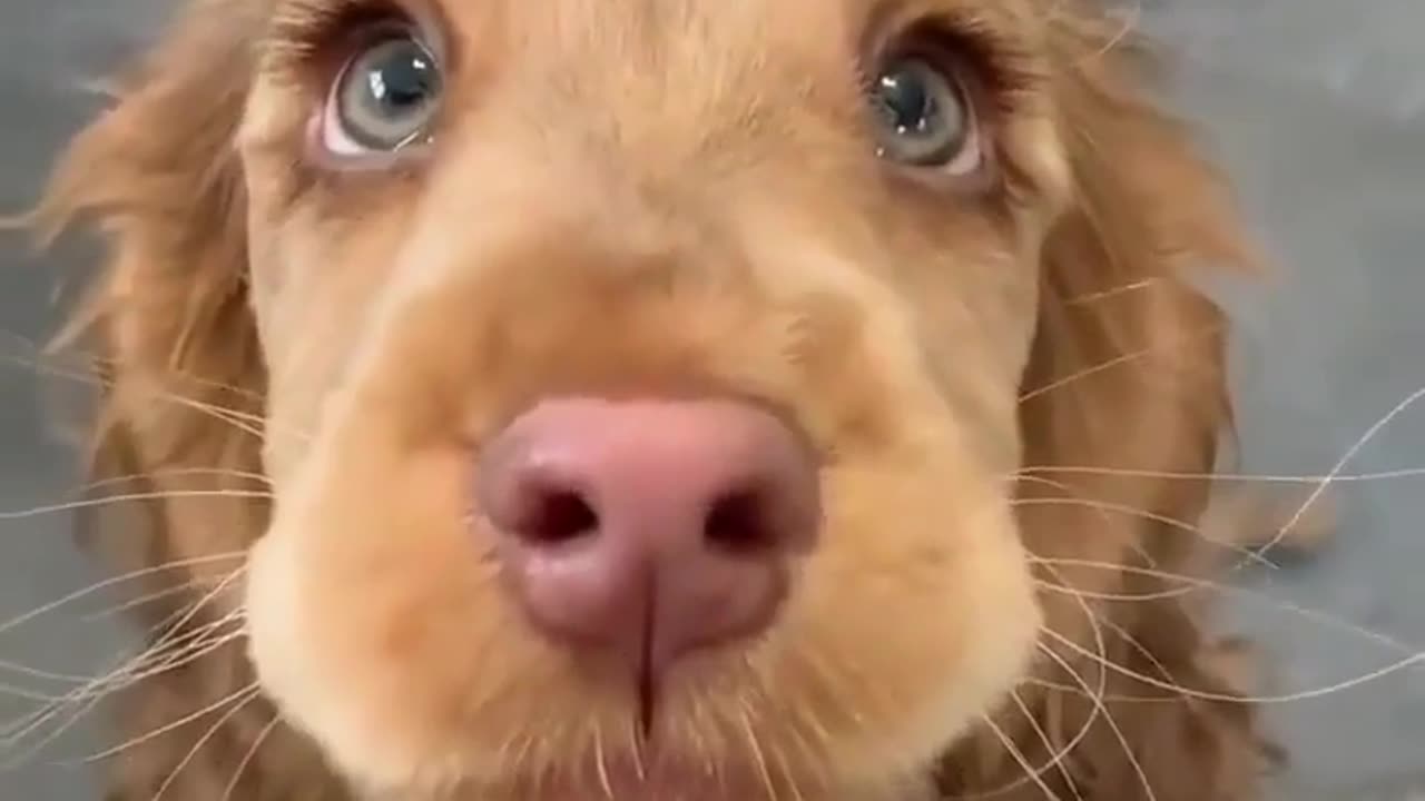 Those eyes... windows to the soul
