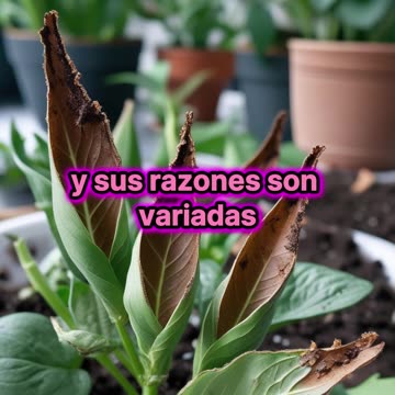 Por qué se secan las puntas de las hojas de las plantas?.