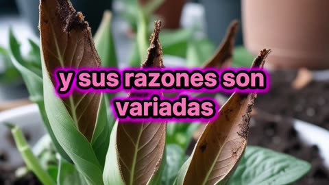 Por qué se secan las puntas de las hojas de las plantas?.