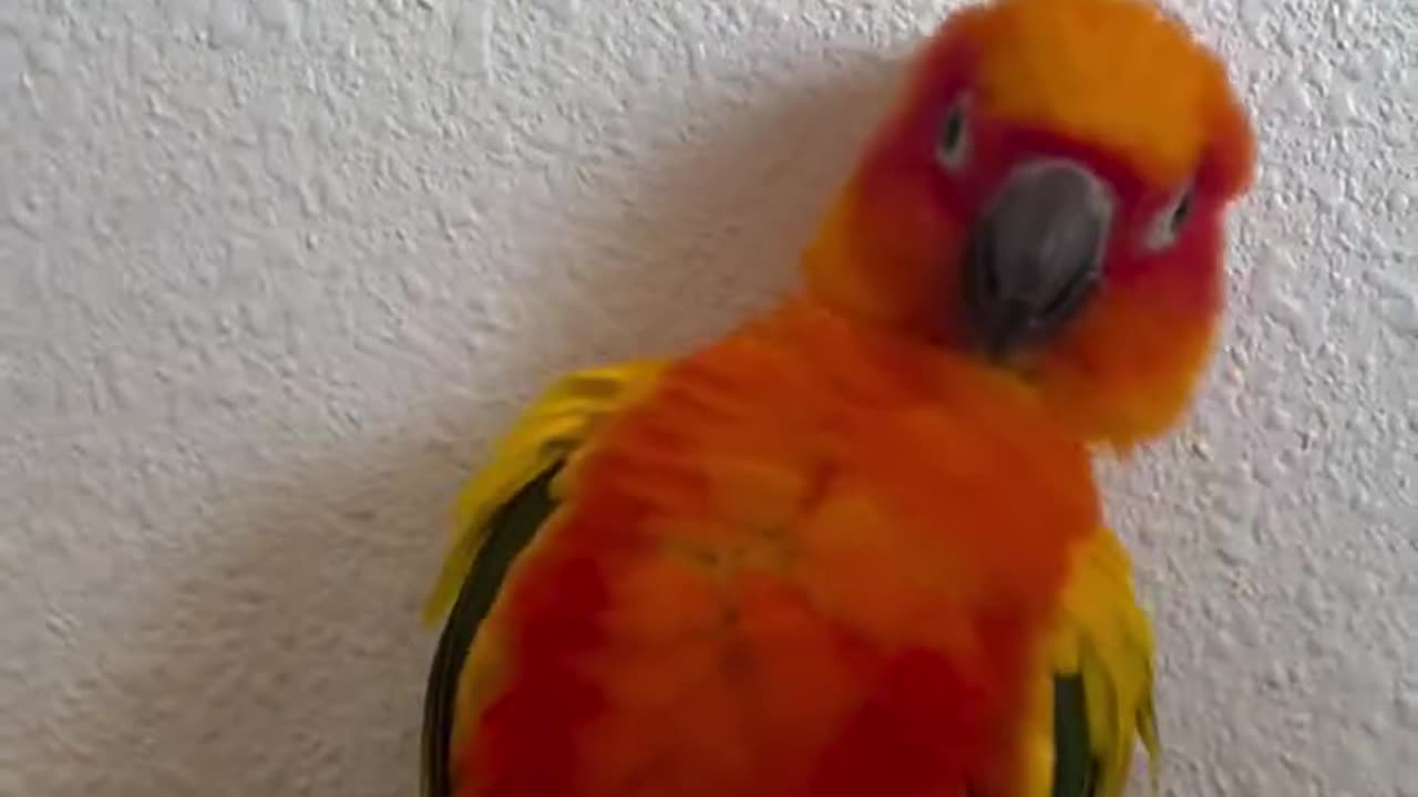 cute parrot dancing macarena fun pet dance moves!