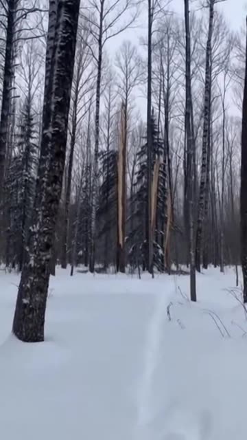 Its so cold in Canada right now that the trees are exploding 🤯 - Ethereal Earth