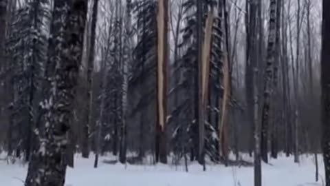 Its so cold in Canada right now that the trees are exploding 🤯 - Ethereal Earth