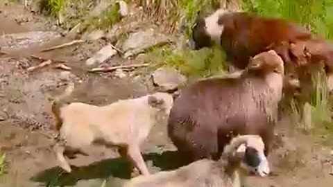 A shepherd hears loud noises coming from his flock...
