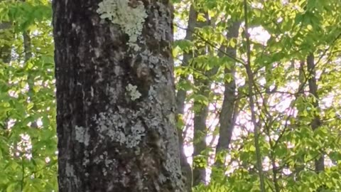 Hairy Woodpecker