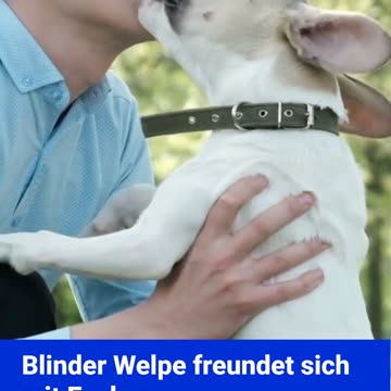 Blinder und tauber Welpe findet Freundschaft bei Esel Pedro #news #goodnews #tiere #deutsch #hund