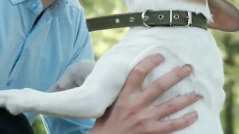 Blinder und tauber Welpe findet Freundschaft bei Esel Pedro #news #goodnews #tiere #deutsch #hund