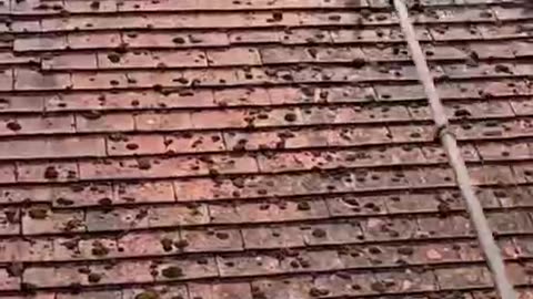 A relaxing video worth watching