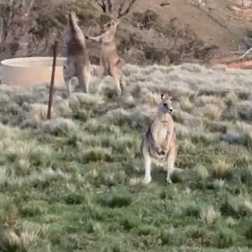 Kangaroo diaries only in Australia 🇦🇺