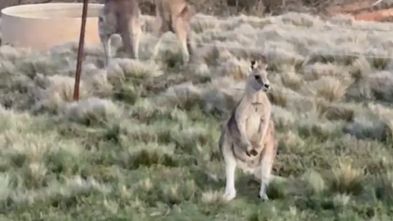 Kangaroo diaries only in Australia 🇦🇺