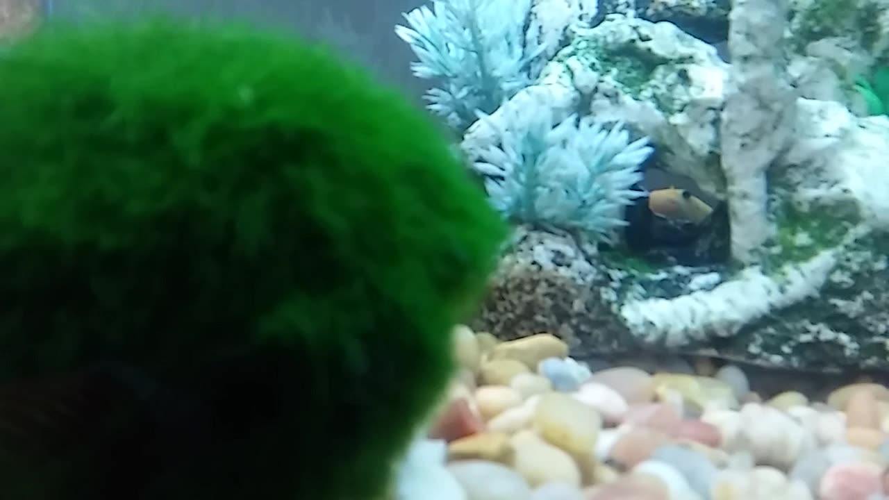 10 g fish tank hide and seek