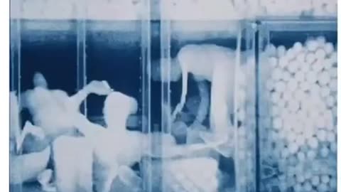 Human Trafficking X-Ray taken by US Mexican Border Patrol.