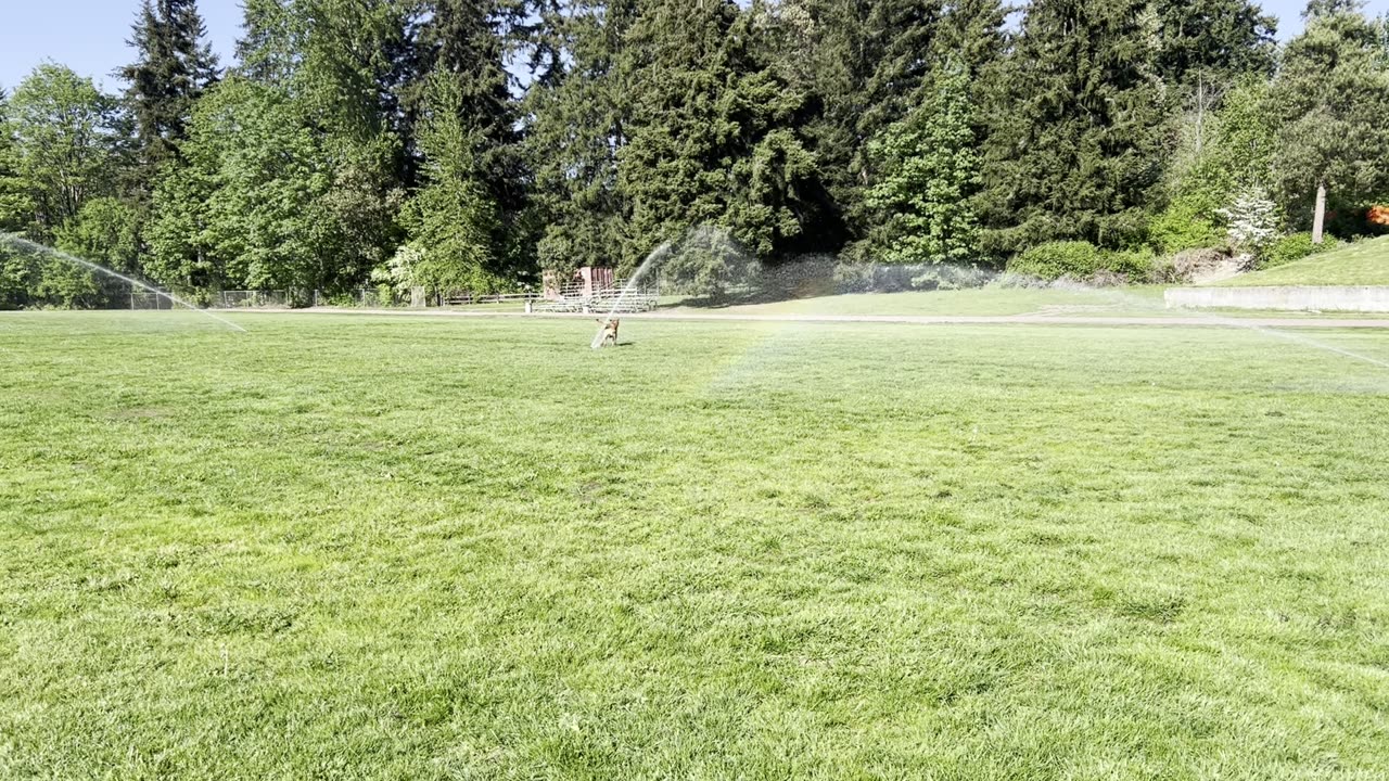 Tokala discovers sprinklers for the first time